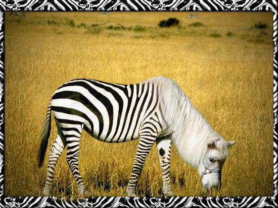 ZEBRA CROSSING