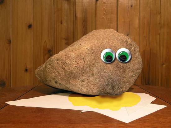 pet rock