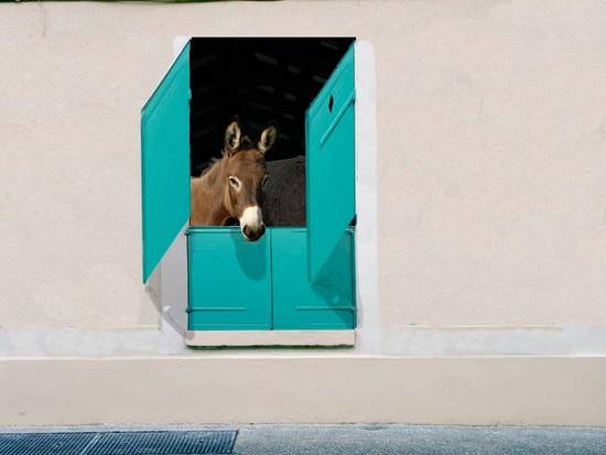 In the Barn