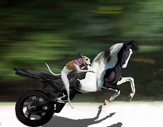 I love my horse bike