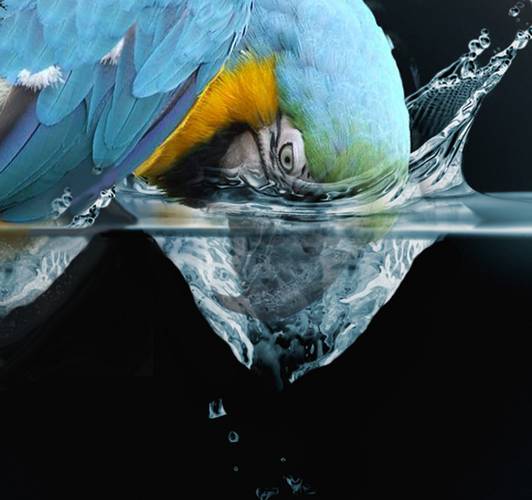 Bird Bath