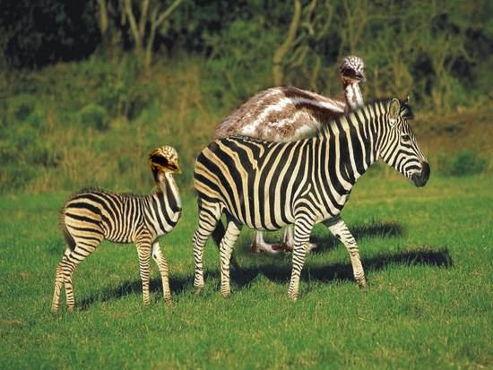 Zemu Family