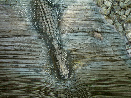 gator