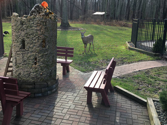 Backyard Deer Blind