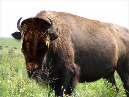 Buffalo Backed Bird