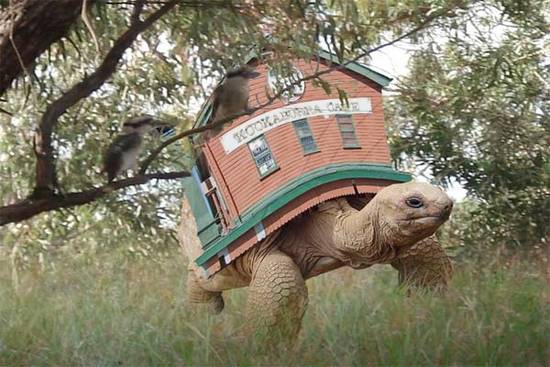 Tortoise Cafe