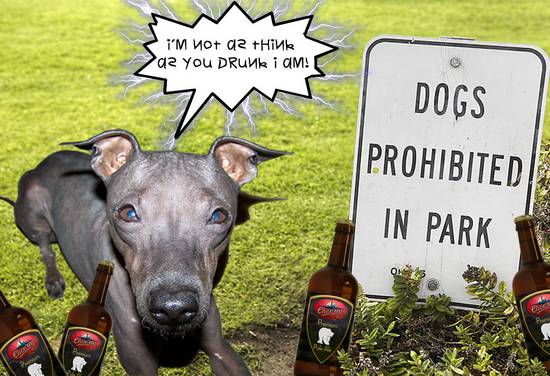 Drunk Dog