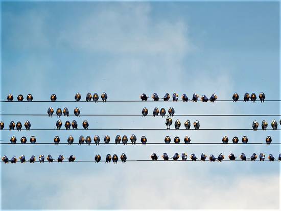 Birds on the wire