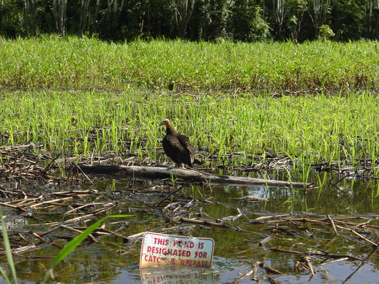 slothfull river