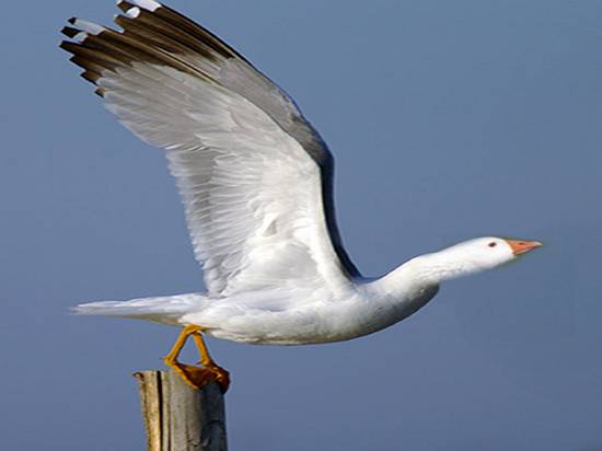 seagull