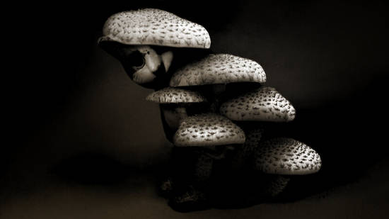 Tree Mushrooms