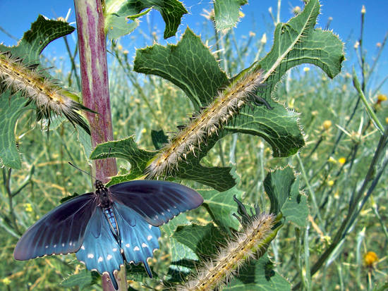 Cocoon -Butterfly