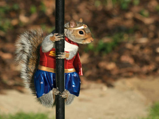 Super Squirrel