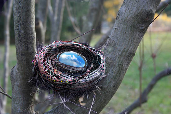 Nest