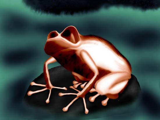 Frog