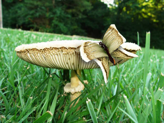 Mushroom Butterfly