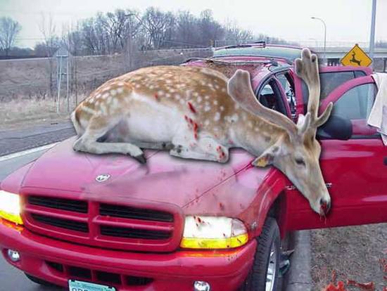 Deer Ver. Car