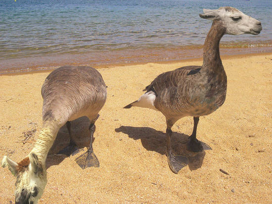 Llamucks on the beach