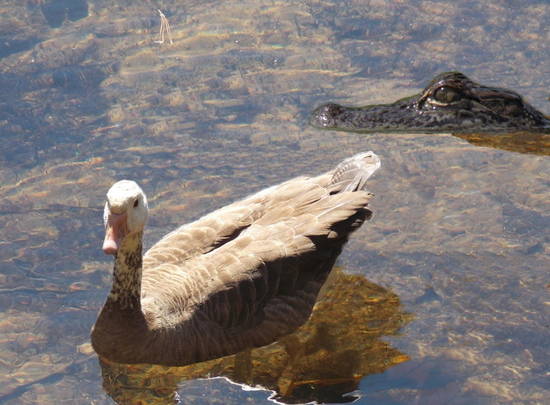 shimmering gator eyes