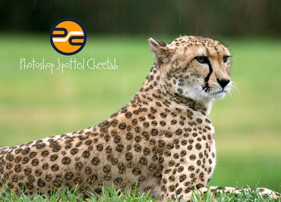 PhotoshopSpottedCheetah