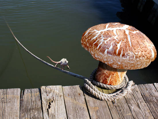 Giant Shiitake