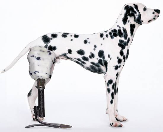 Dalmation prosthetic