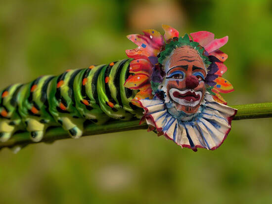 Clownterpillar