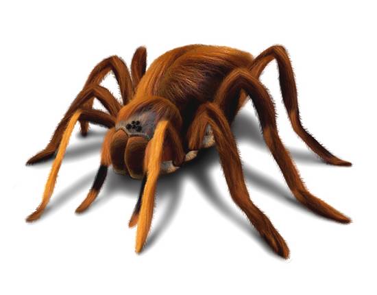 Tarantula