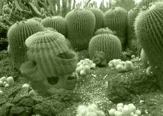 Cacti pottery