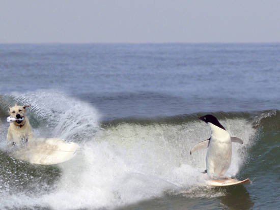 Surf Dogs