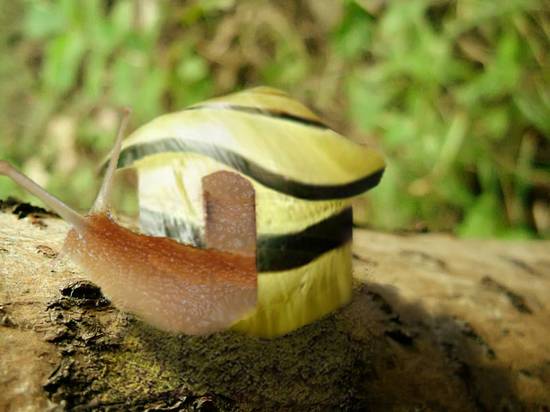 box snail