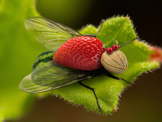 Fruit Fly