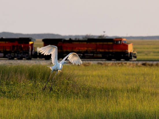 Train disturbs crane