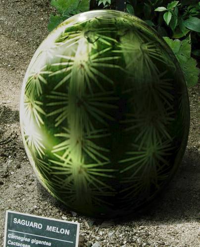 Saguaro Melon