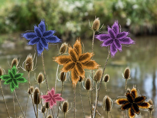 Rainbow Buds