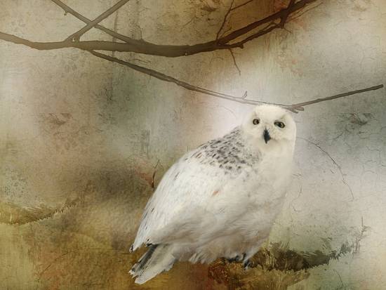 Snow owl