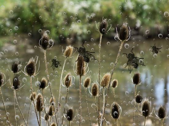 Rain drops on Window