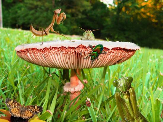 Mushroom Party