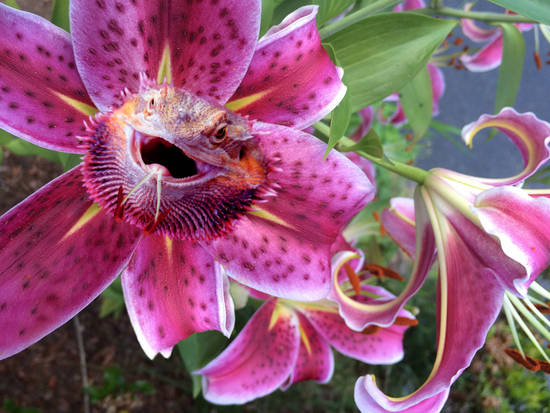 Dragon Lily