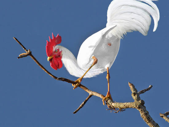 A Tree Chicken - upd.