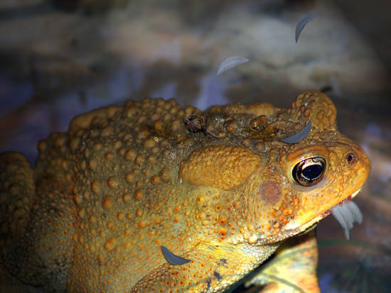 Toad's breakfast