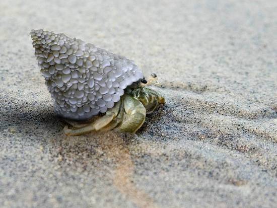 Hermit crab