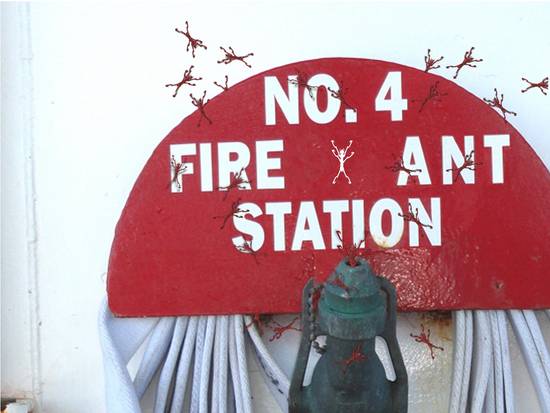 Fire Ant Station