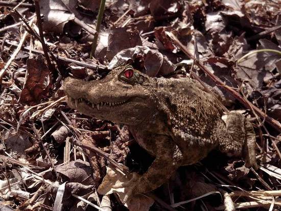 hybrid toad