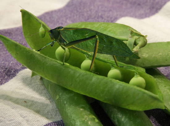 Pea Pod Insect