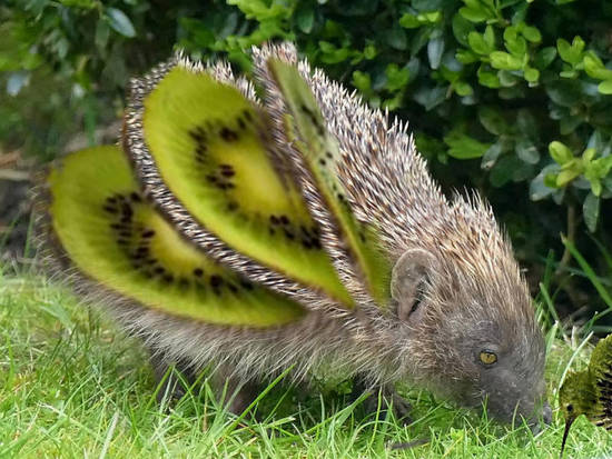 Kiwi 