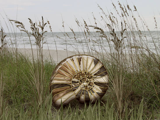 Sea Shell