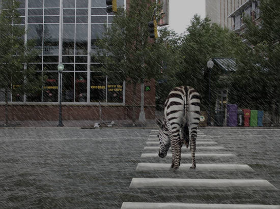 Zebra crossing