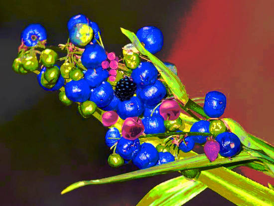 painted berries