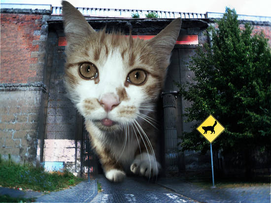 Feline Crossing